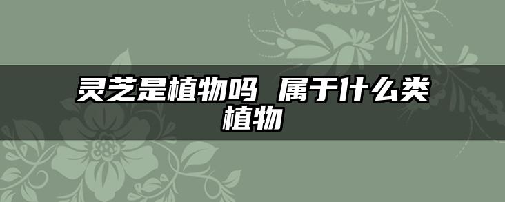 灵芝是植物吗 属于什么类植物