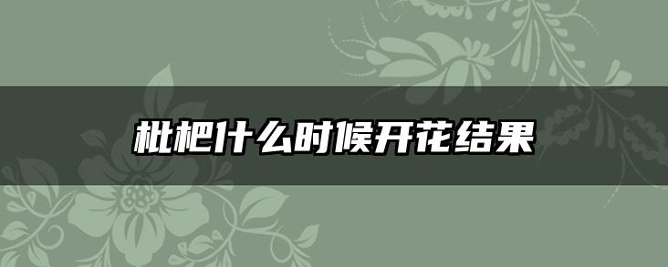 枇杷什么时候开花结果