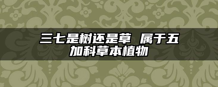 三七是树还是草 属于五加科草本植物