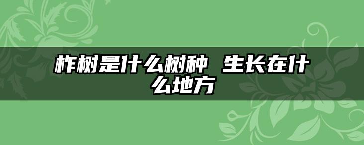 柞树是什么树种 生长在什么地方