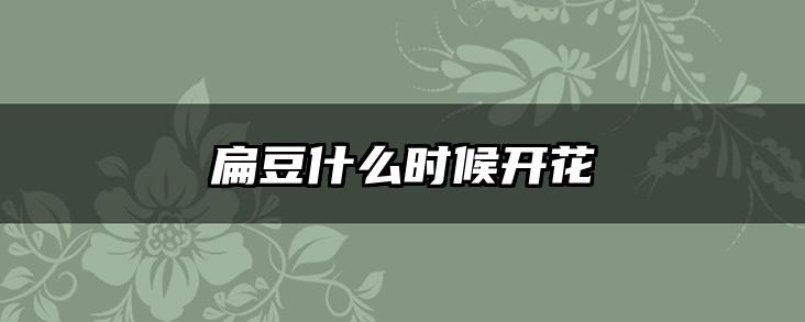 扁豆什么时候开花