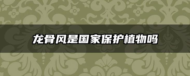 龙骨风是国家保护植物吗