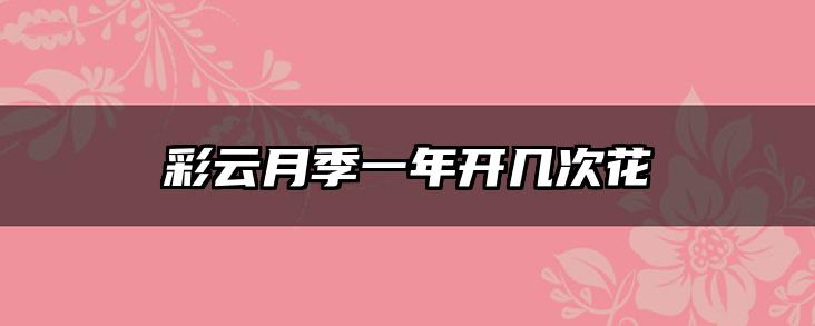 彩云月季一年开几次花