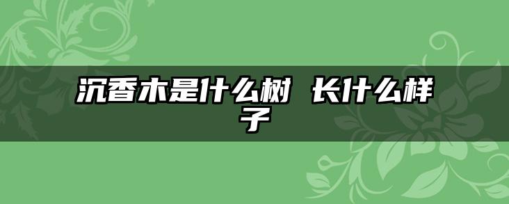 沉香木是什么树 长什么样子