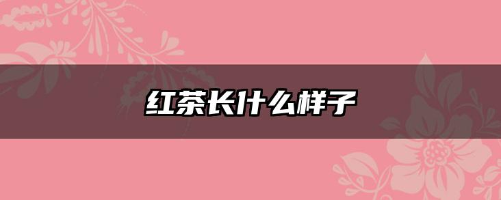 红茶长什么样子