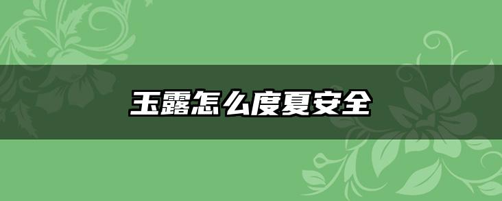 玉露怎么度夏安全