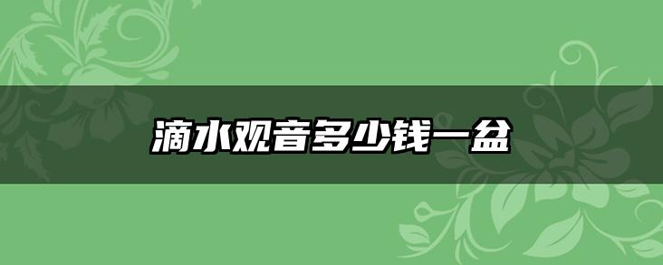 滴水观音多少钱一盆