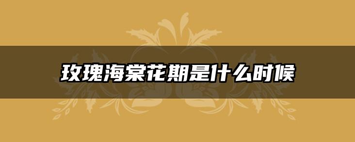 玫瑰海棠花期是什么时候