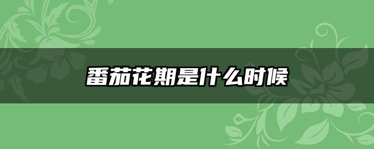 番茄花期是什么时候