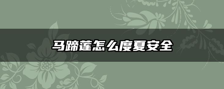 马蹄莲怎么度夏安全