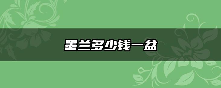 墨兰多少钱一盆