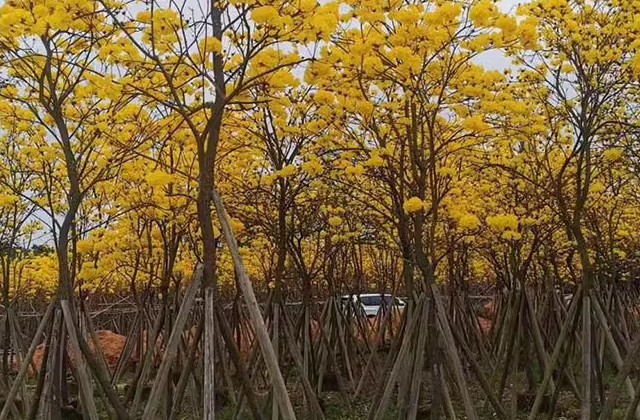 黄花风铃木的花语和寓意
