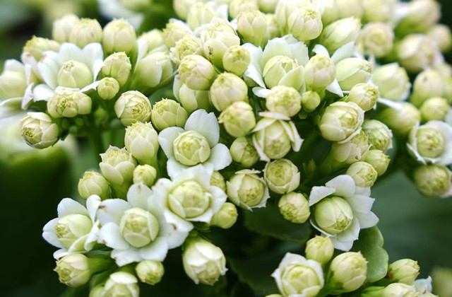 长寿花花期是几月份
