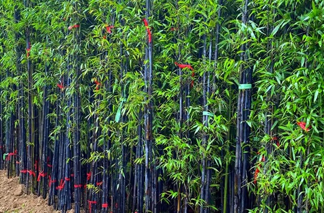 十大顶级竹子品种排名
