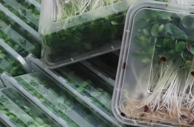 香椿和臭椿的区别