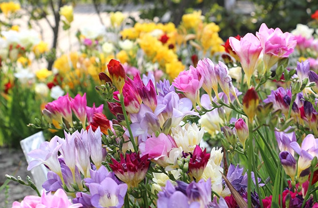 香雪兰六月份可以种吗