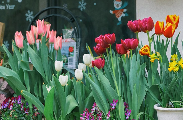 郁金香花语和寓意