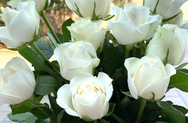 白色玫瑰花代表什么意思