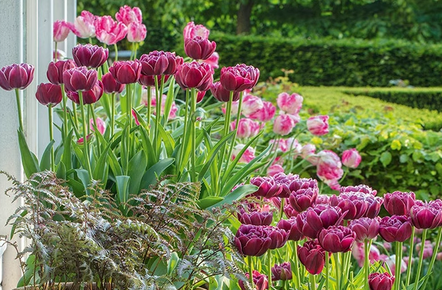 郁金香花语和寓意