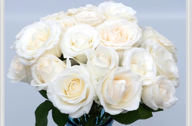 白色玫瑰花代表什么意思