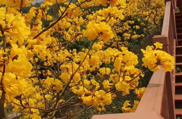 黄花风铃木的花语和寓意