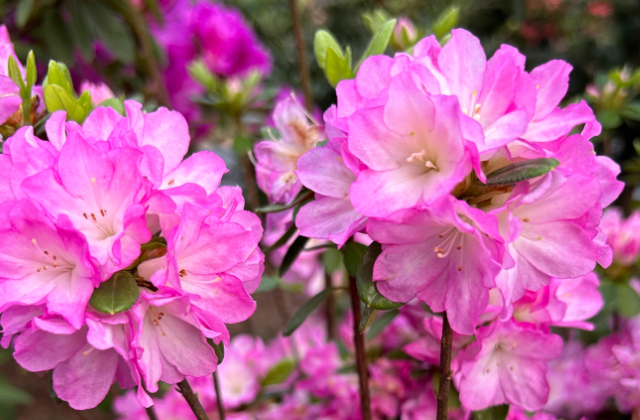 养杜鹃花不吉利(杜鹃花养在家对风水好吗)