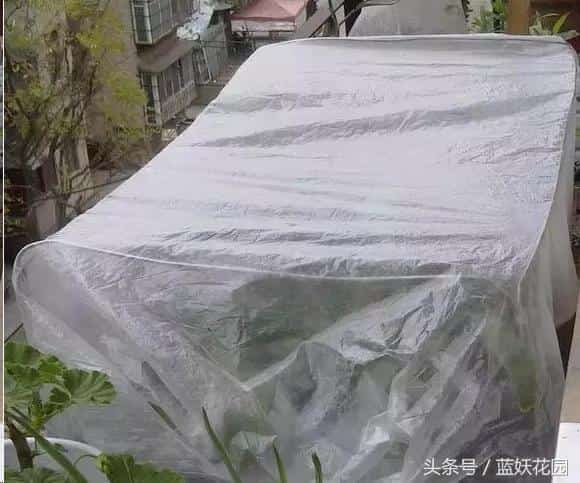 你扔掉的塑料袋，我拿来养花，居然这么多好处！