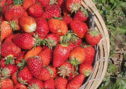 无花果草莓卖那么贵，自己阳台种一颗，果子多到吃不完，不花钱还健康！
