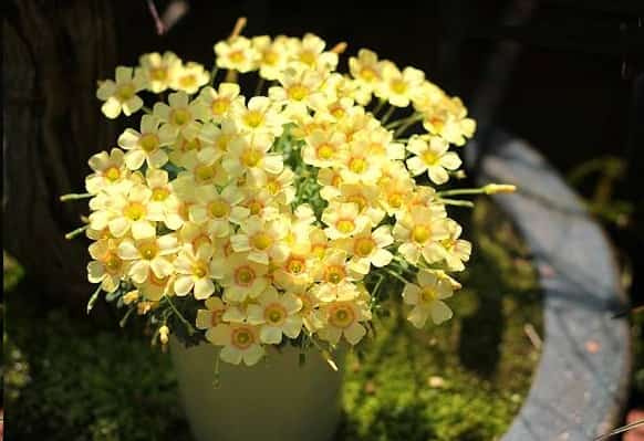 家里种什么花好养又好看 这里有16种供你选择 蓝妖花园