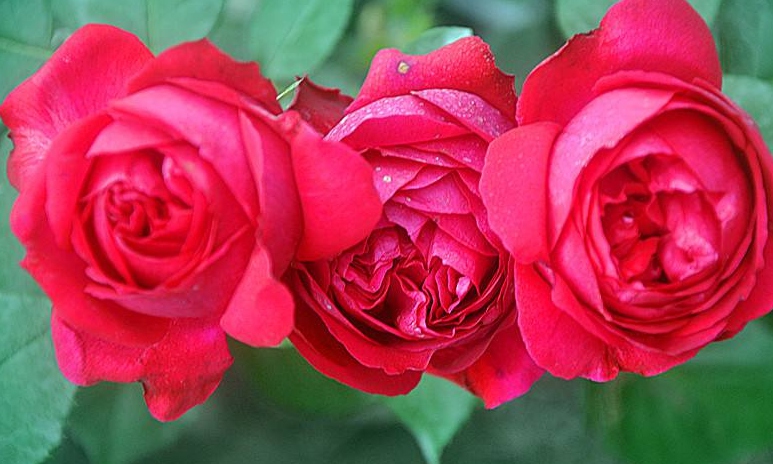 红色蕾丝Red Lace月季花品种介绍及图片