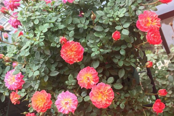 捉迷藏/躲躲藏藏/Cache Cache月季花品种介绍及图片