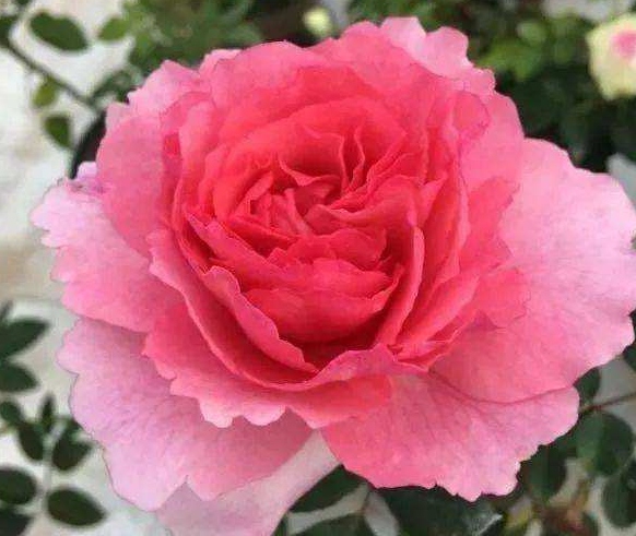 花香蜜语月季花品种介绍及图片