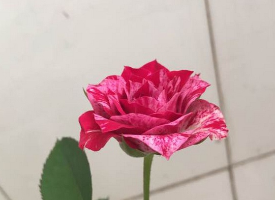 红白毛茛/Ranuncula月季花品种介绍及图片