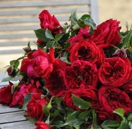玫瑰国度的天使月季花品种介绍及图片