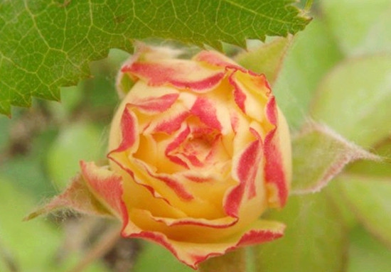 奥迪尔玫瑰/ROS’ODILE月季花品种介绍及图片