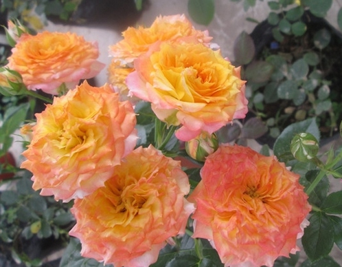 浪漫玫瑰面纱/Romantic Rose veil月季花品种介绍及图片