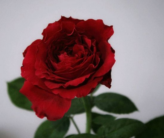 风中玫瑰/Rose des 4 vents月季花品种介绍及图片