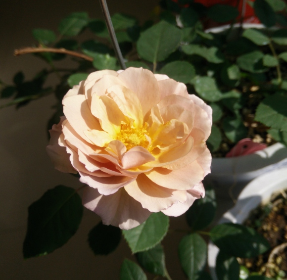神庵/いおり月季花品种介绍及图片