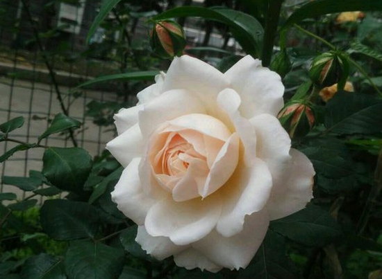 红花玫瑰/Crocus Rose月季花品种介绍及图片