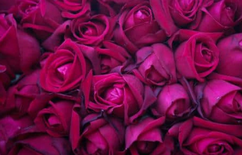 路易十四玫瑰月季花品种介绍及图片