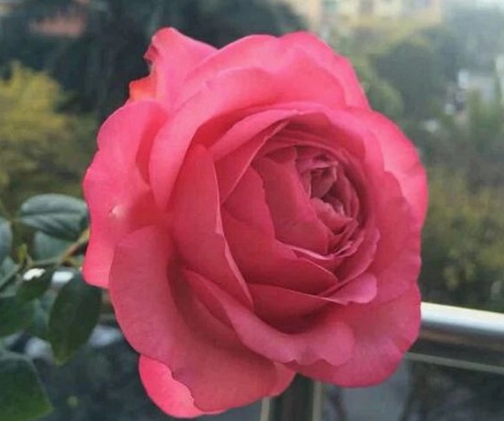 仲夏/Midsummer月季花品种介绍及图片