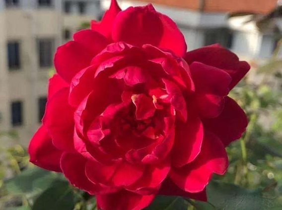 软香红月季花品种介绍及图片