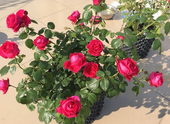 红色龙沙宝石/Red Eden Rose月季花品种介绍及图片