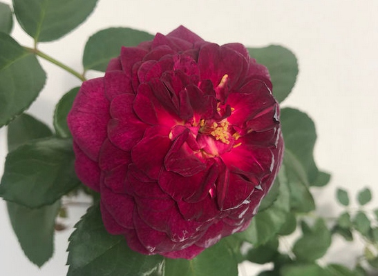 海潮之声/Ebb Tide月季花品种介绍及图片