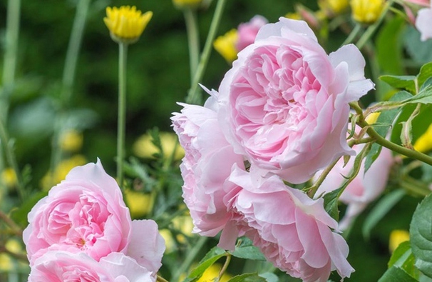 威斯利2008/Wisley 2008 月季花品种介绍及图片