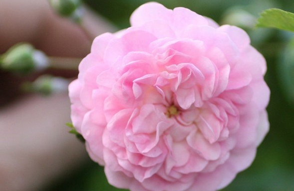明尼哈哈/Minnehaha月季花品种介绍及图片
