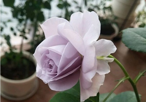 转蓝/turn blueyue 月季花品种介绍及图片