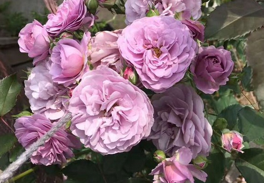 薰衣草花环/Lavender Bouquet月季花品种介绍及图片