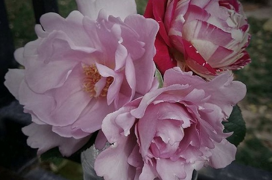 玫瑰时装/COUTURE ROSE TILIA月季花品种介绍及图片