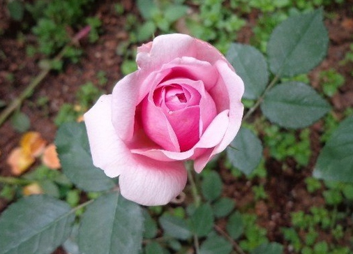 庞巴度玫瑰/RosePompadour月季花品种介绍及图片